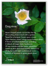 Poster Poem: Dog rose